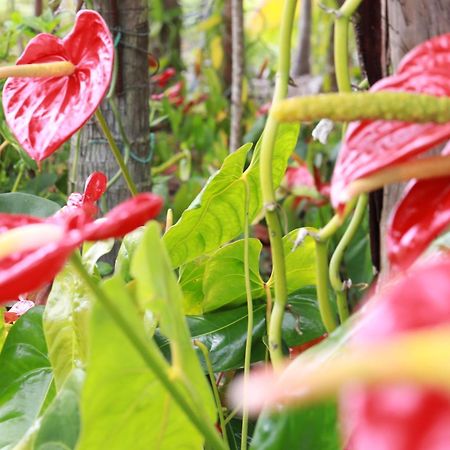 La Kaz Fleur Vanille Сен-Бенуа Экстерьер фото